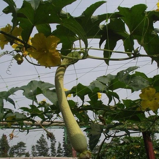 庭の野菜保護網、PE/PPの結び目の織り方の庭のフルーツの網