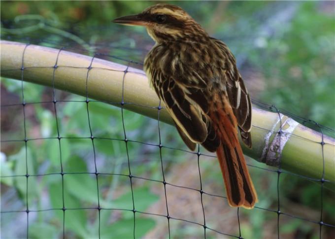利用できるブルーベリー薮の紫外線安定させたポリエチレンのための頑丈な鳥の網