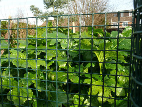 深緑色のプラスチック紫外線抵抗力がある20*20mmの網が付いている庭の塀によって編まれるHDPE