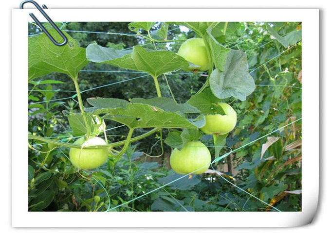 紫外線安定させたPPの植物サポート網の経済的なグリーンピースの豆の網