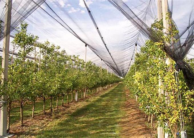 紫外線処置の反あられの網、庭の保護網を使用して果樹園