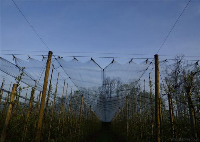 あられの網の構造を使用してブドウ園、ブドウの保護のための反あられの網